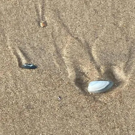 Daire Seaside Escape Mariakerke Oostende